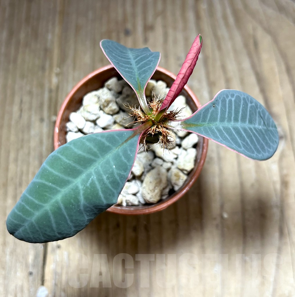 SHPR27581 Euphorbia neohumbertii - Image 3