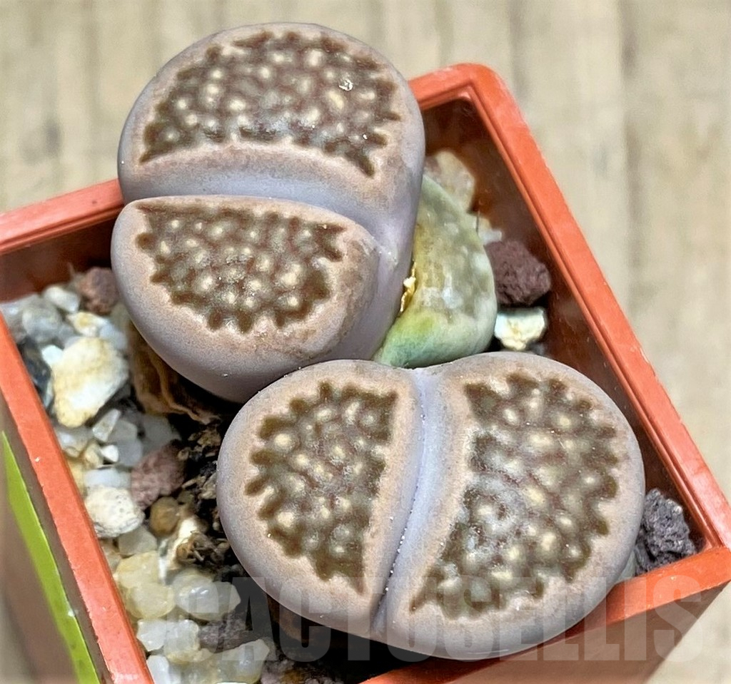 SHPR29615 Lithops hallii 'Brown form'