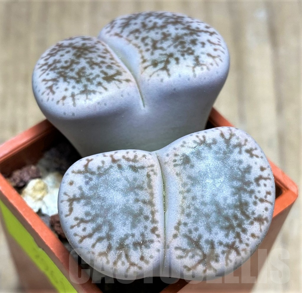 SHPR29616 Lithops pseudotruncatella C67