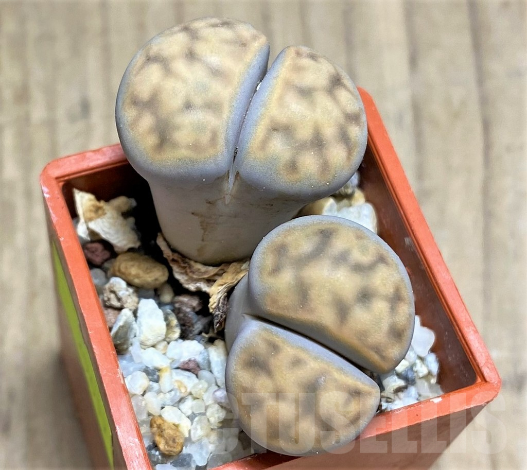 SHPR29617 Lithops karasmontana v. eberlanzii