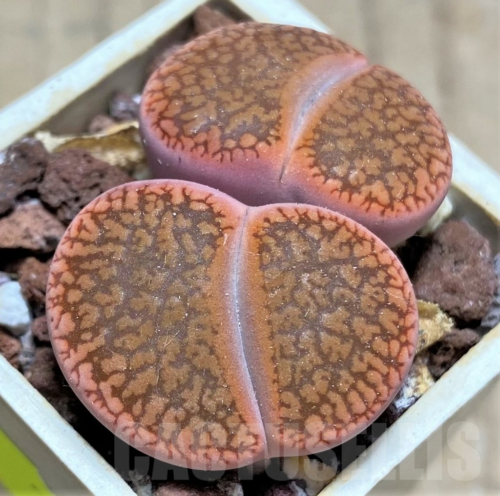 SHPR29619 Lithops aucampiae v. koelemanii