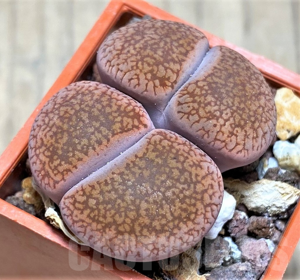 SHPR29620 Lithops aucampiae v. koelemanii
