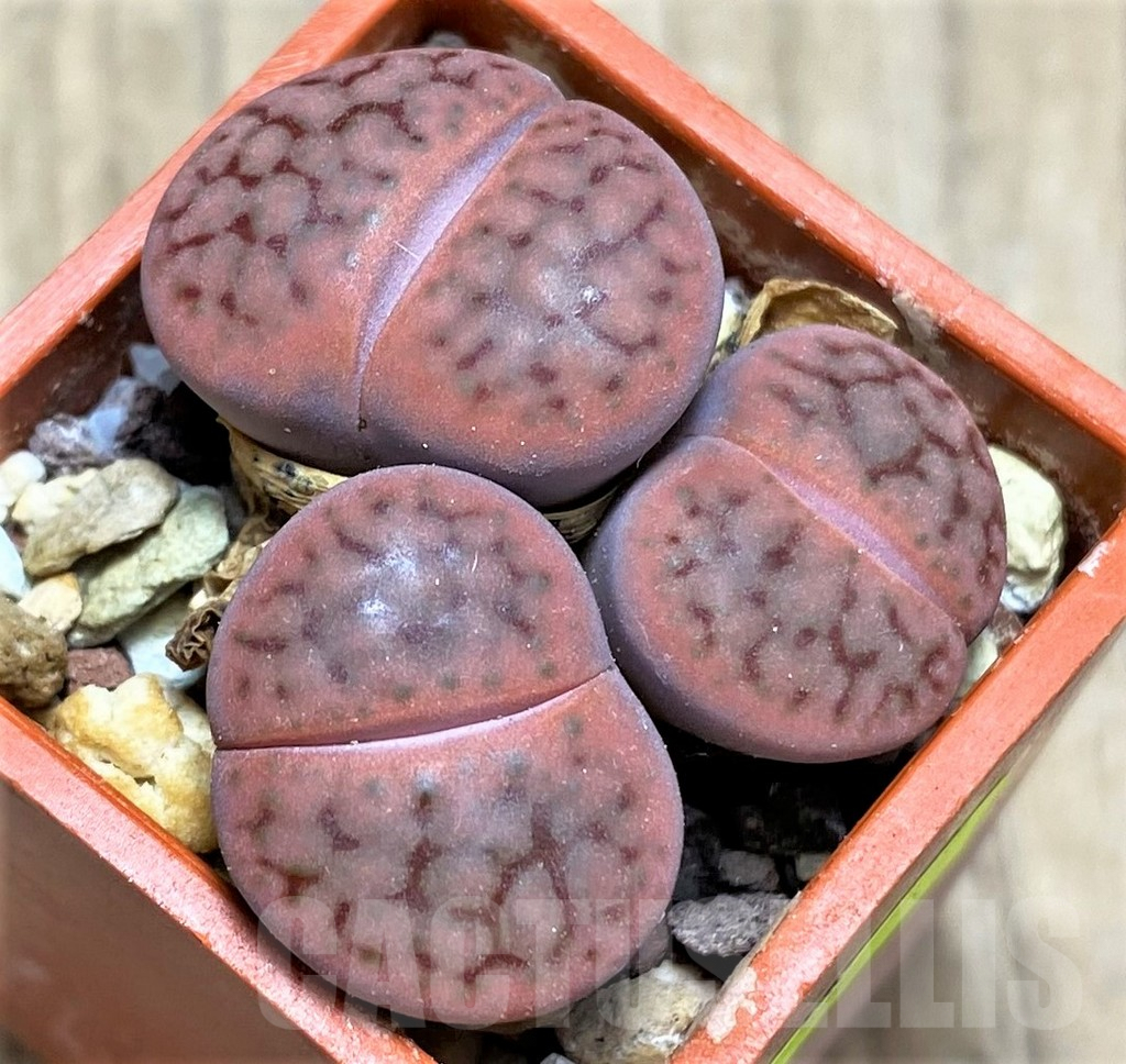 SHPR29622 Lithops schwantesii v. rugosa