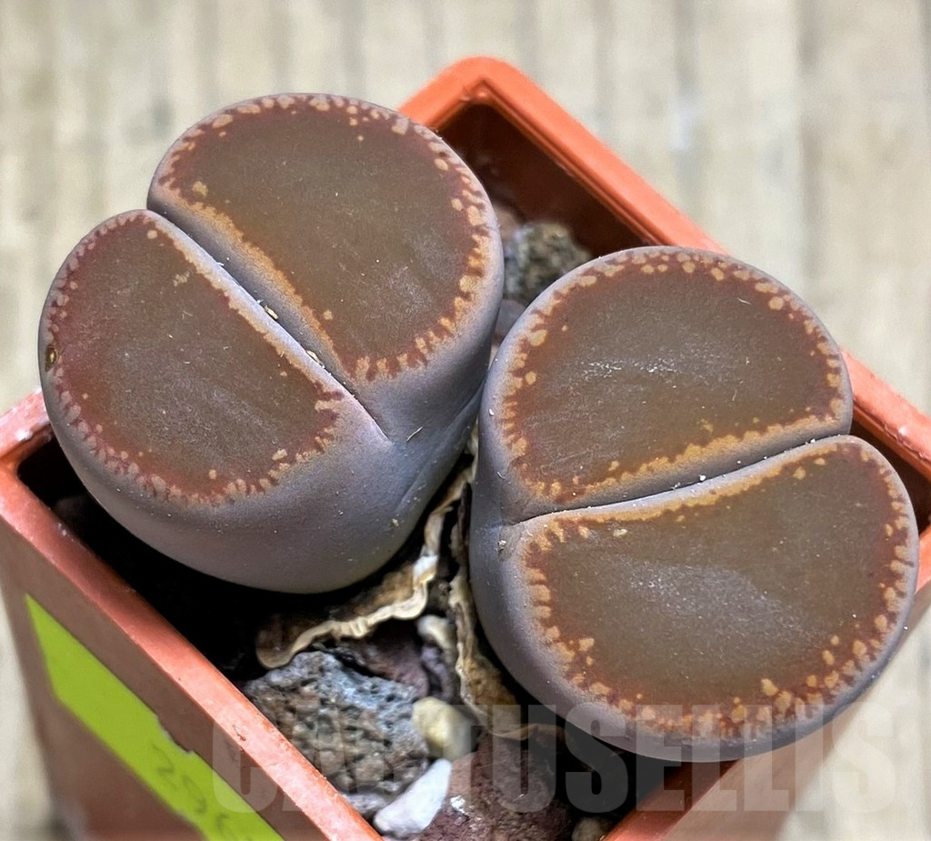 SHPR29624 Lithops aucampiae 'Select form'