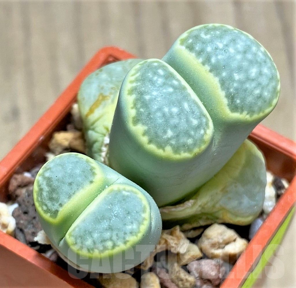 SHPR29626 Lithops fulleri 'Fullergreen'