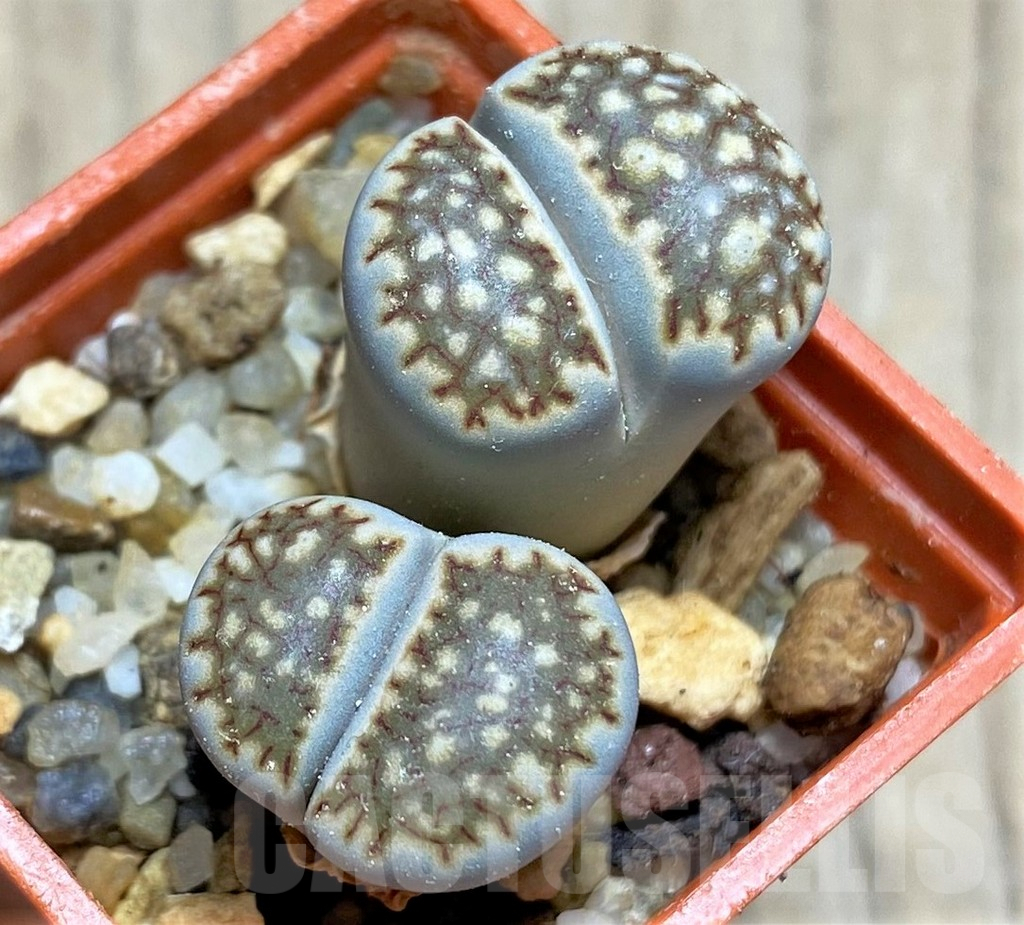 SHPR29627 Lithops hallii