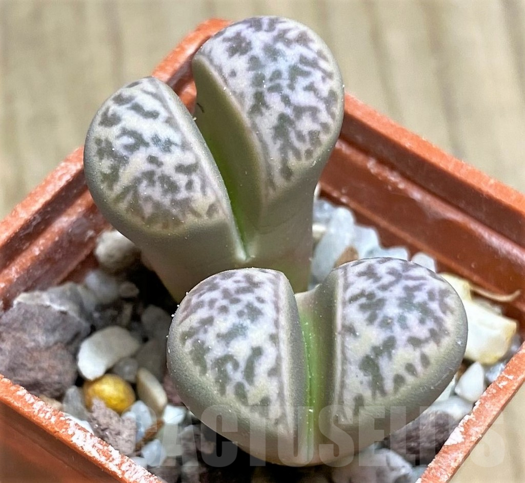 SHPR29628 Lithops helmutii SH1700