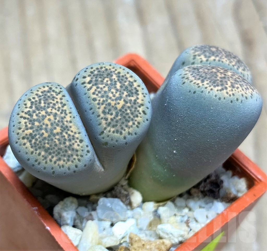 SHPR29629 Lithops terricolor 'Speckled Gold' C345A