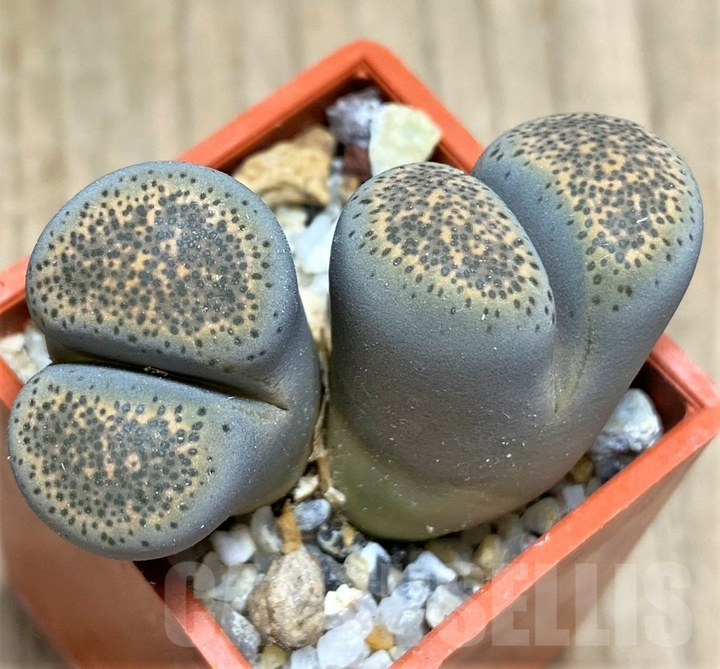 SHPR29629 Lithops terricolor 'Speckled Gold' C345A - Зображення 2