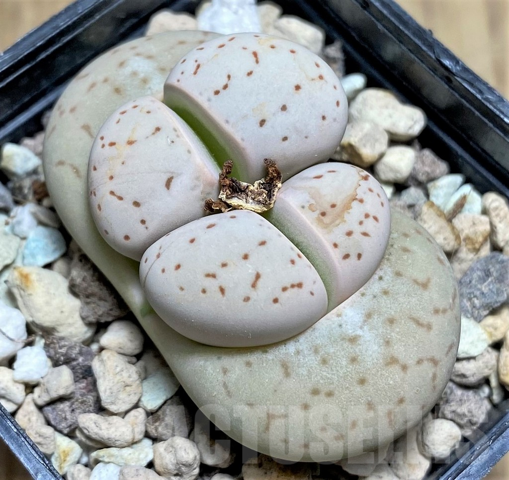 SHPR29630 Dinteranthus vanzylii