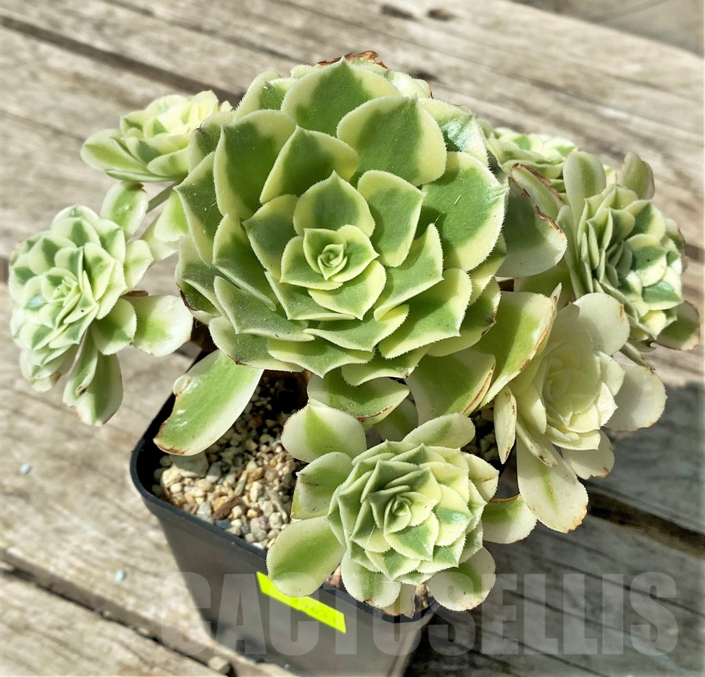 SHPR29631 Aeonium 'Golden Jade' cluster