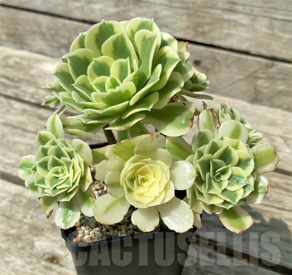 SHPR29631 Aeonium 'Golden Jade' cluster – Bild 2