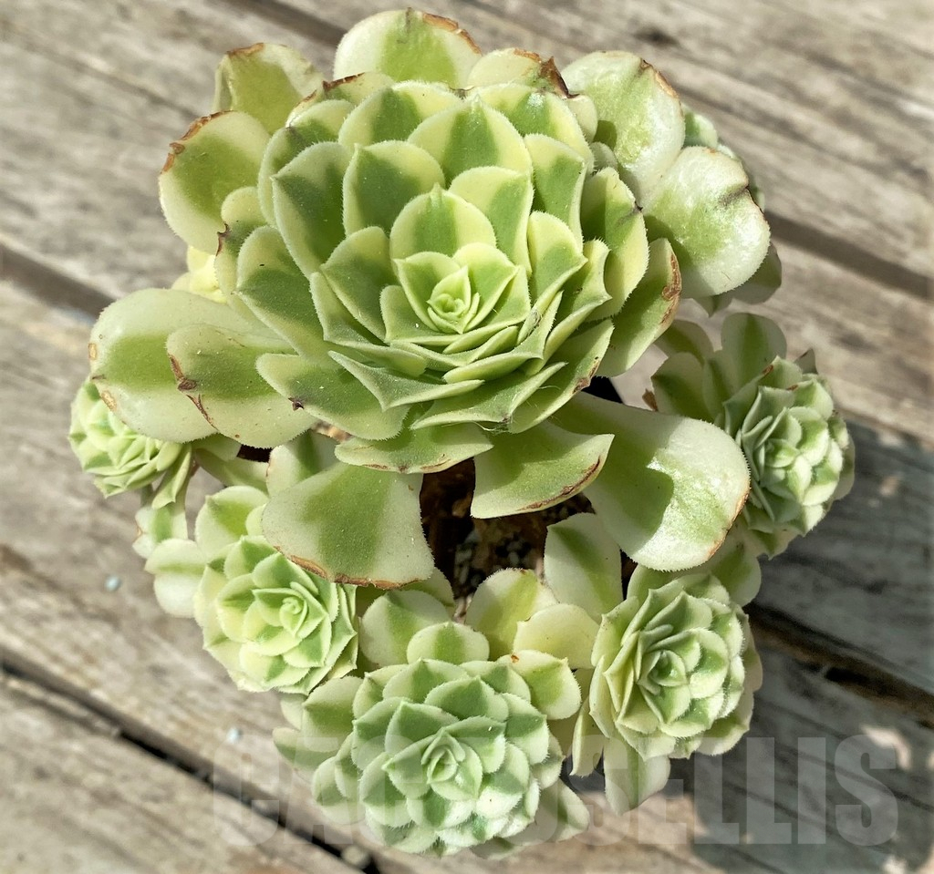 SHPR29632 Aeonium 'Golden Jade' cluster