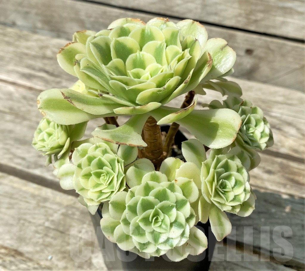 SHPR29632 Aeonium 'Golden Jade' cluster - 画像 (2)