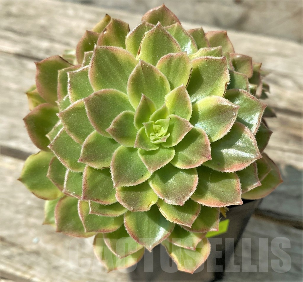 SHPR29635 Aeonium 'Halloween' f. variegata, yellow color