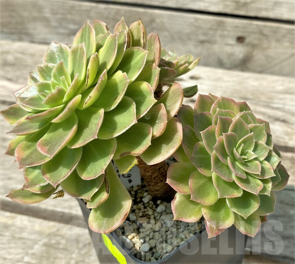 SHPR29635 Aeonium 'Halloween' f. variegata, yellow color - immagine 2