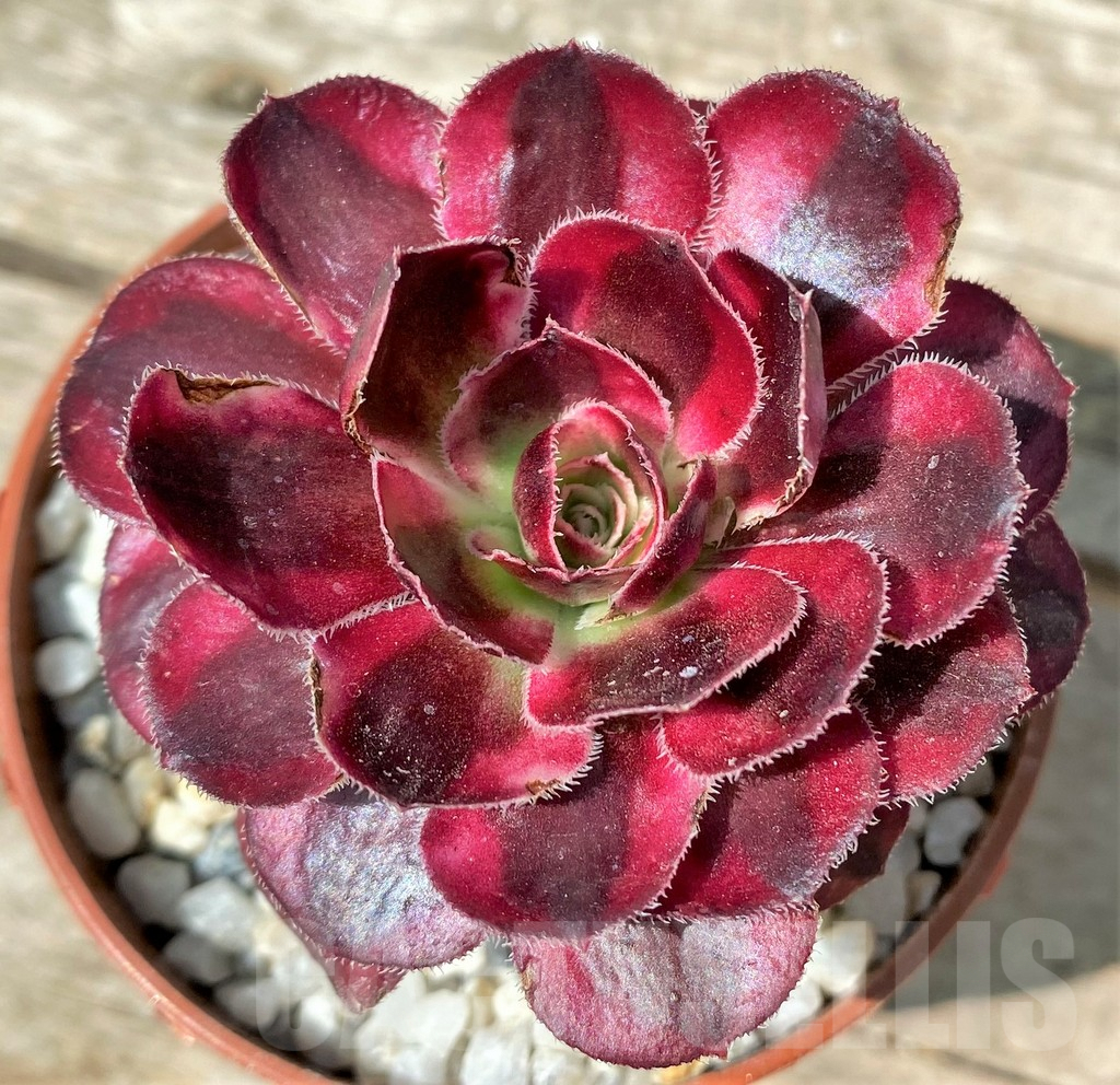 SHPR29641 Aeonium sp.