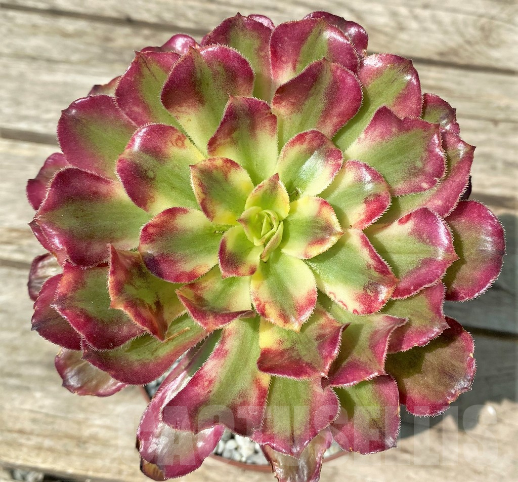 SHPR29644 Aeonium 'Mardi Gras'