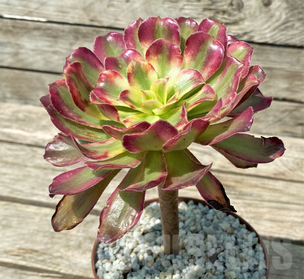 SHPR29644 Aeonium 'Mardi Gras' - Image 2