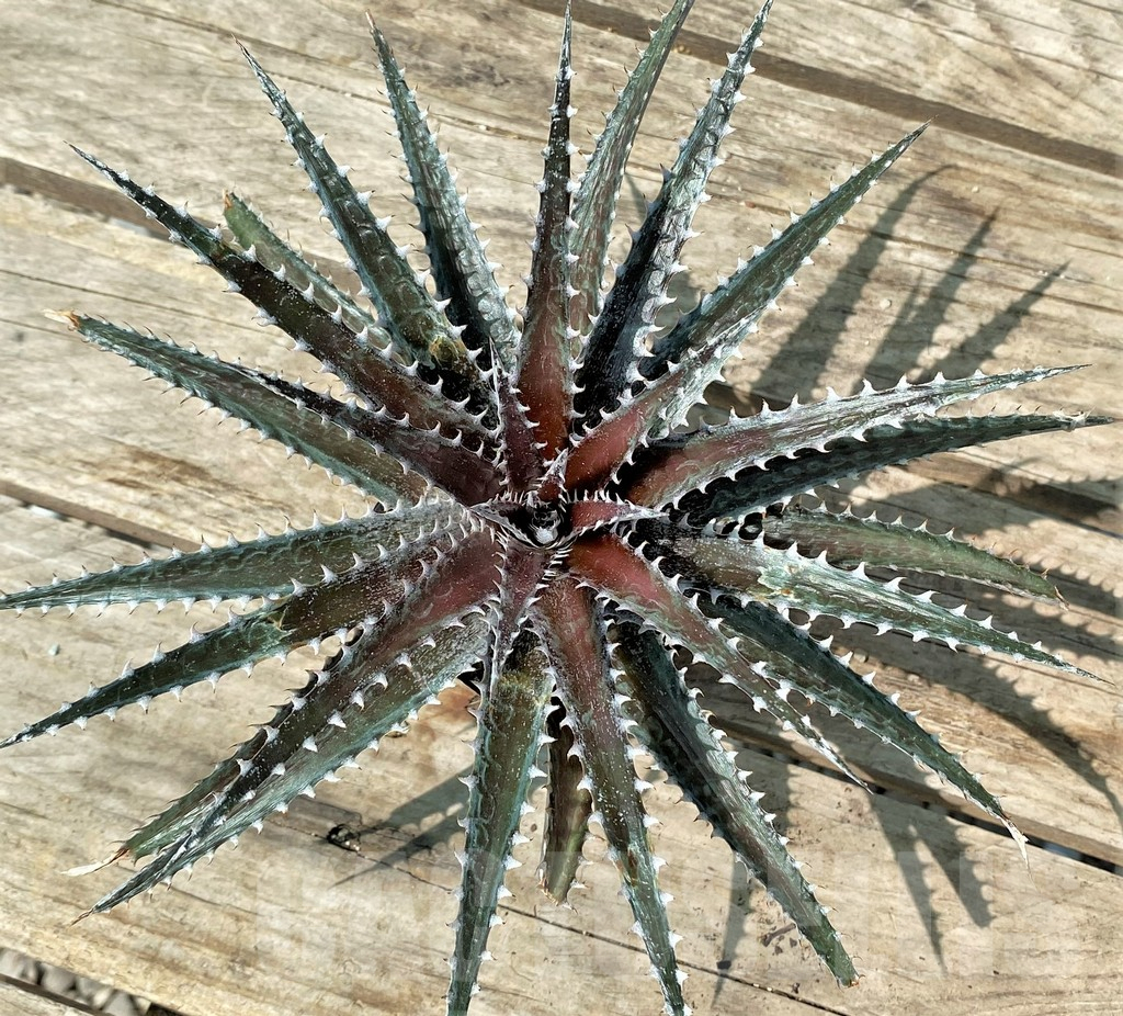 SHPR20887 Dyckia dawsonii - 画像 (2)