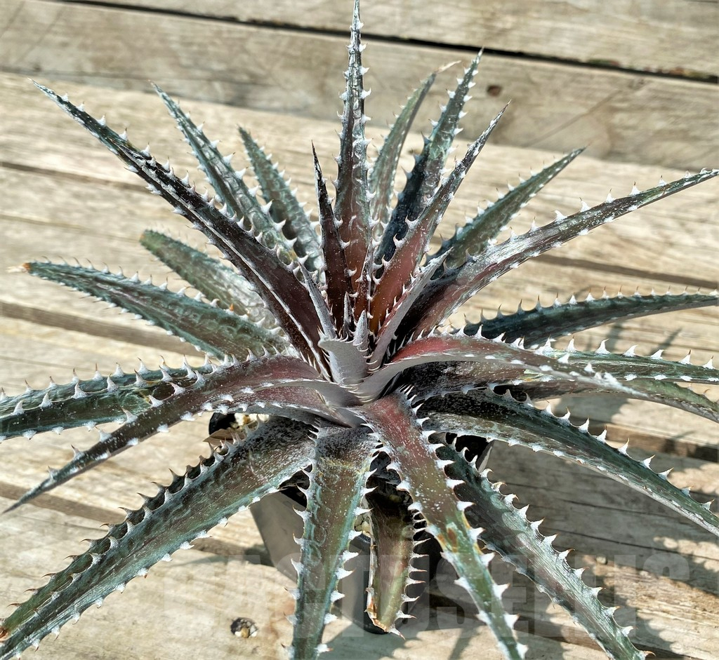 SHPR20887 Dyckia dawsonii