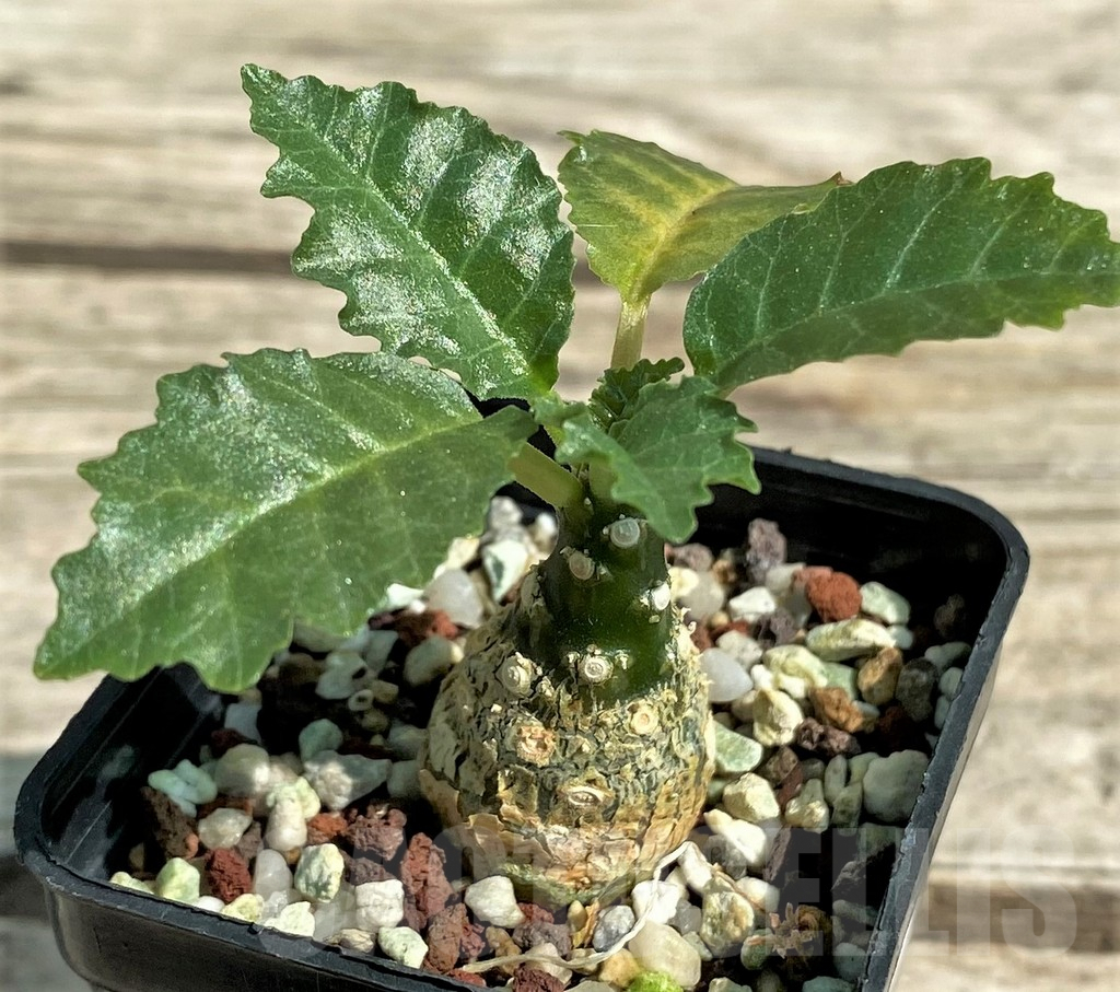 SHPR29715 Dorstenia horwoodii