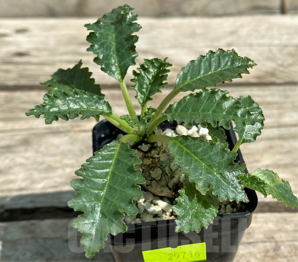 SHPR29716 Dorstenia horwoodii - Obrázek 2