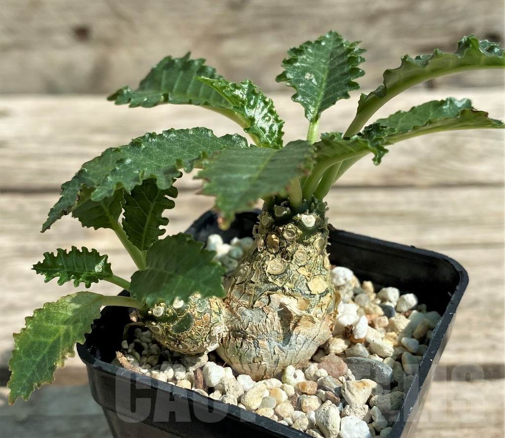 SHPR29716 Dorstenia horwoodii