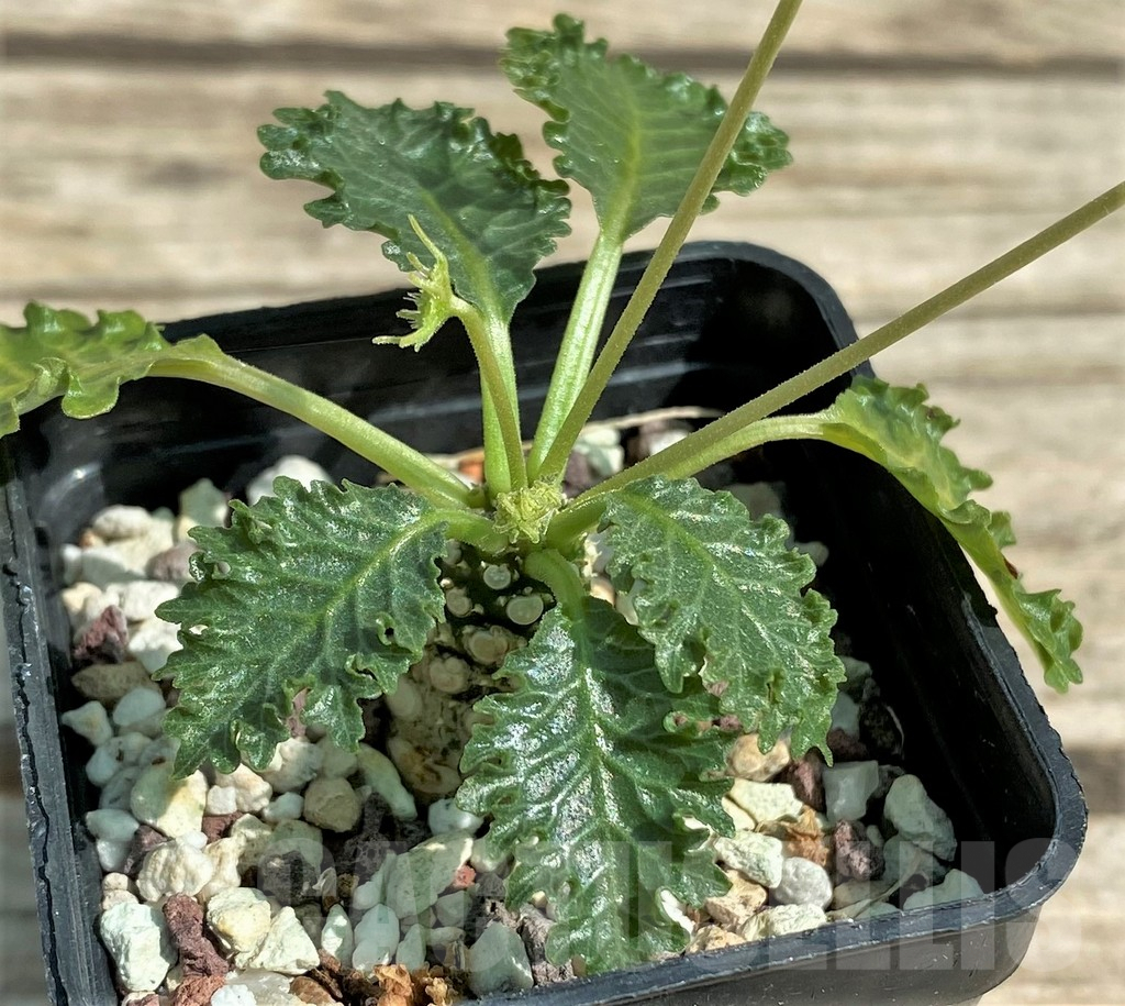 SHPR29717 Dorstenia horwoodii - Image 2