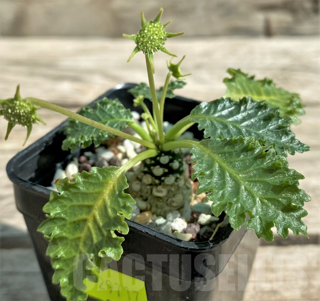 SHPR29717 Dorstenia horwoodii