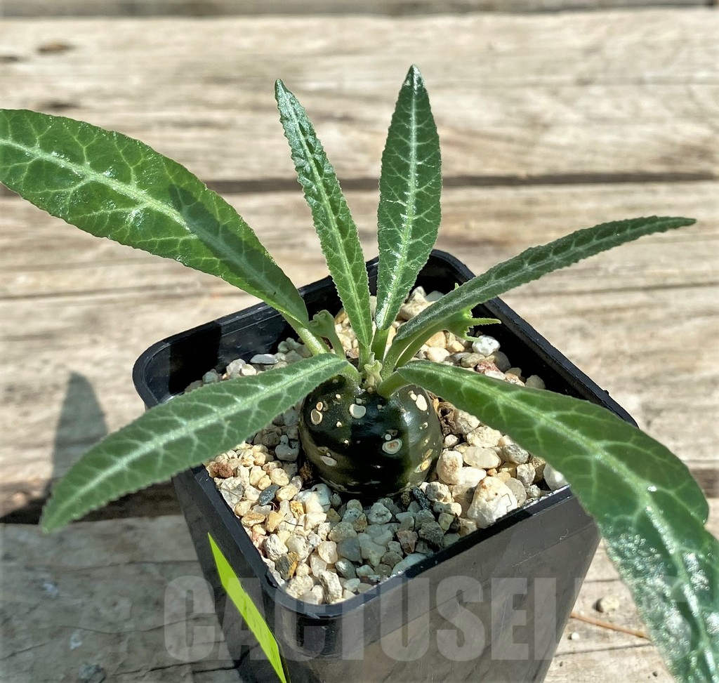 SHPR29718 Dorstenia lancifolia