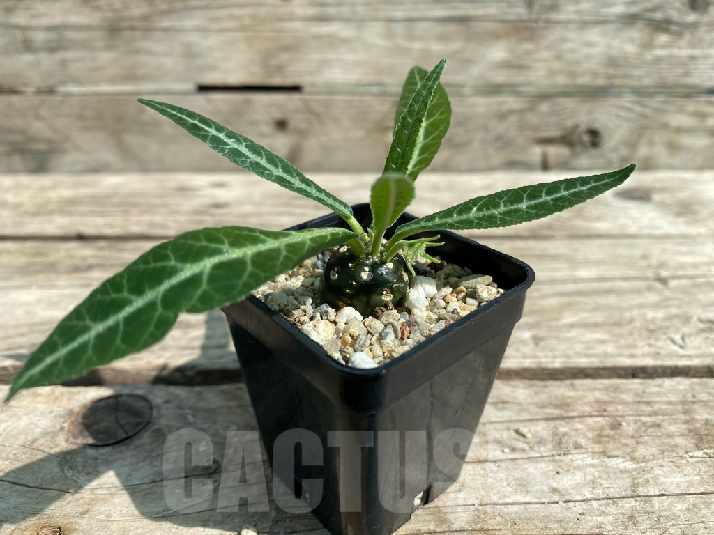 SHPR29718 Dorstenia lancifolia - Image 2