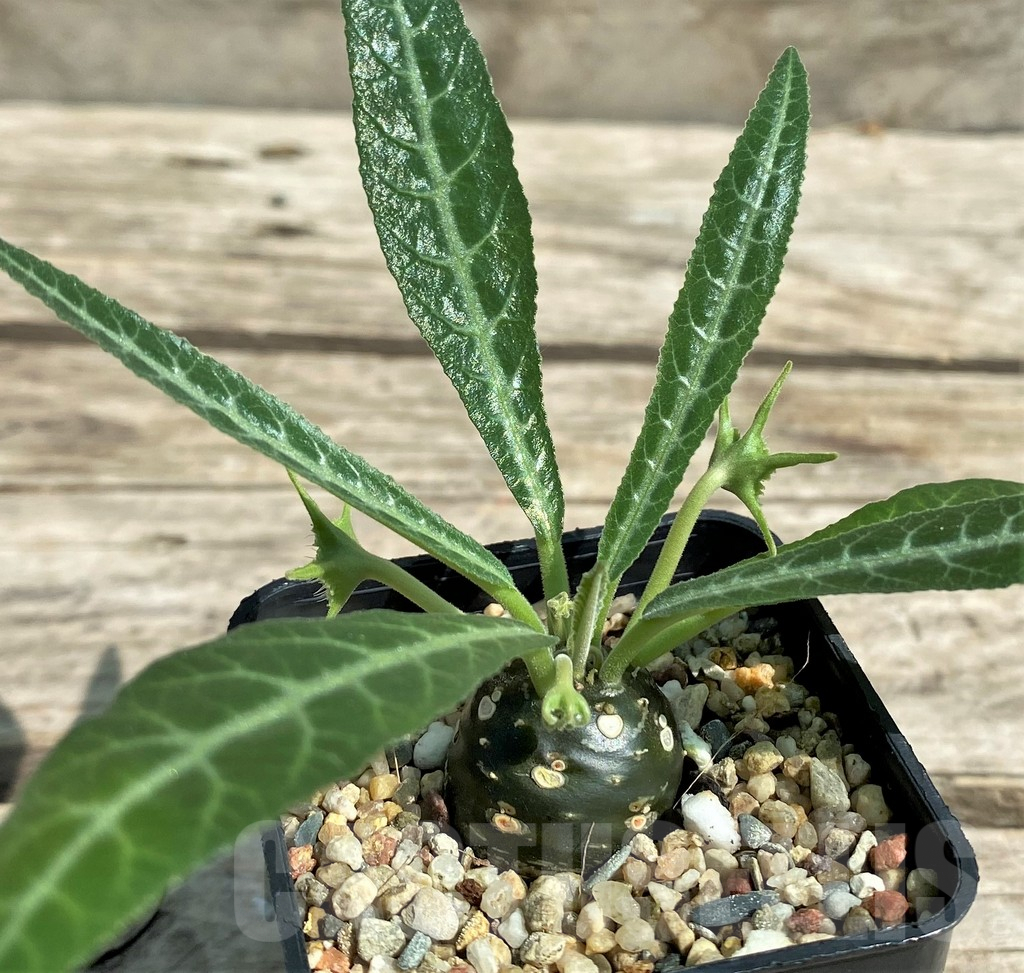 SHPR29719 Dorstenia lancifolia