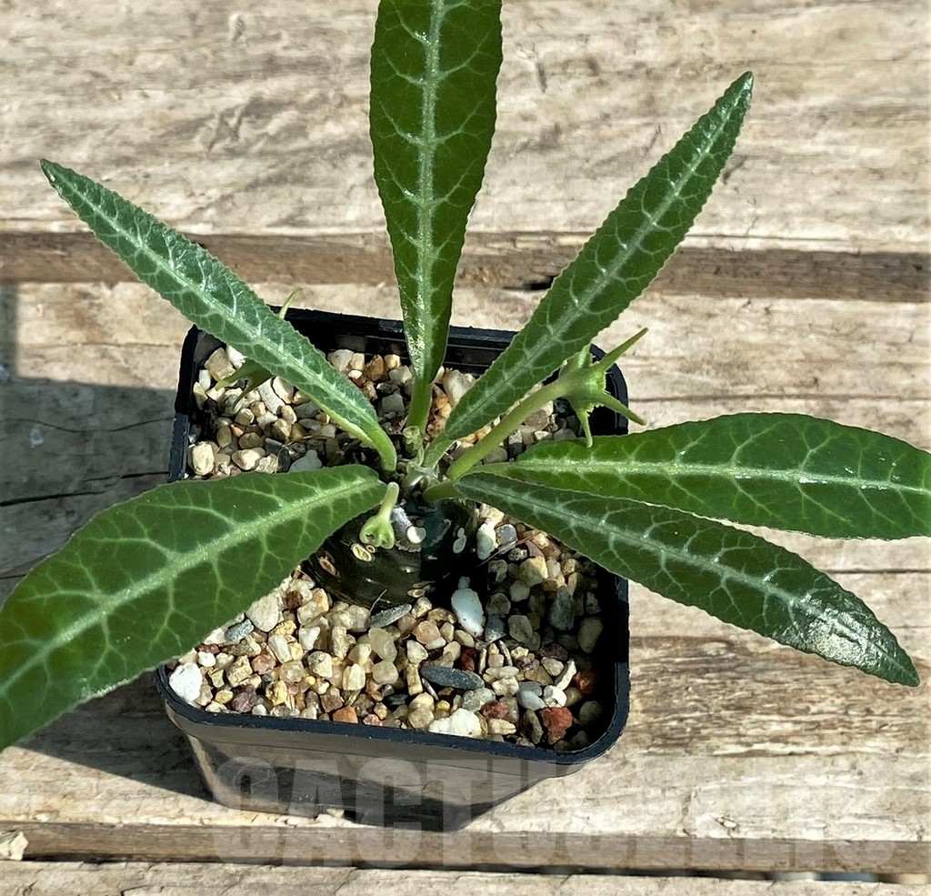 SHPR29719 Dorstenia lancifolia - Image 2