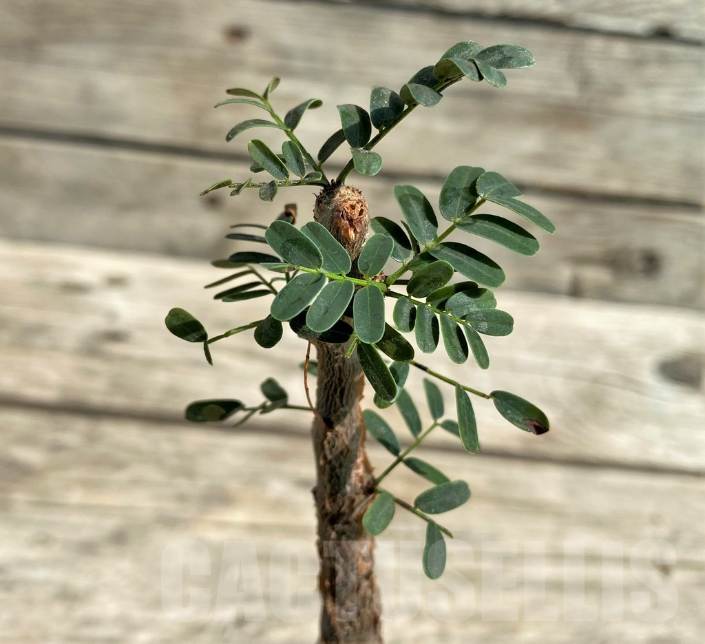 SHPR29721 Senna meridionalis