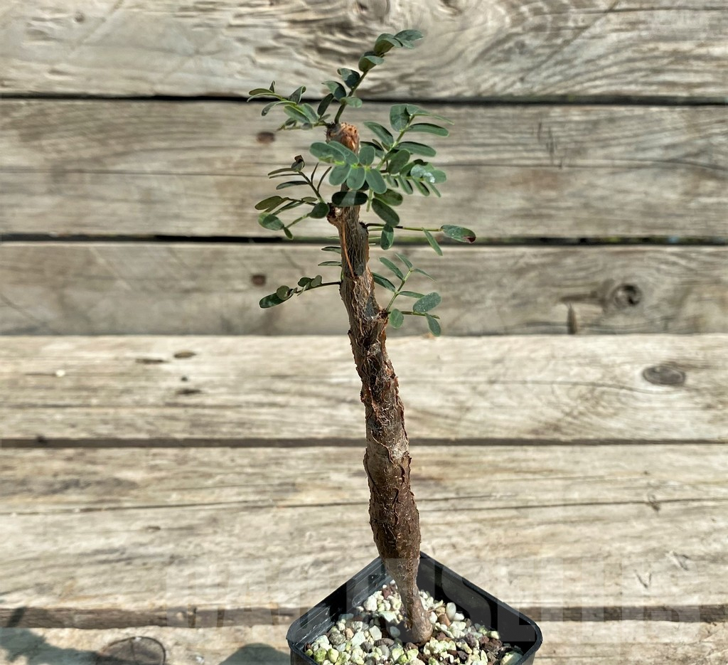 SHPR29721 Senna meridionalis - Image 2