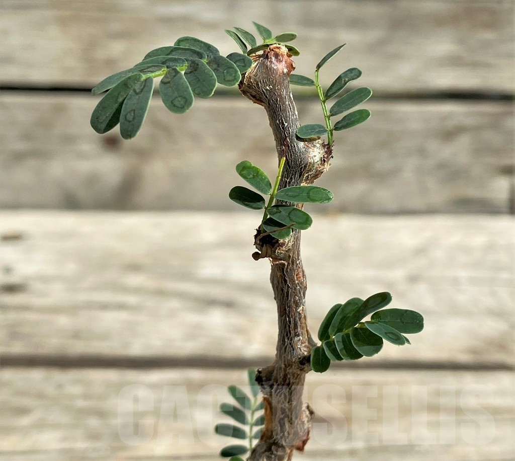 SHPR29722 Senna meridionalis