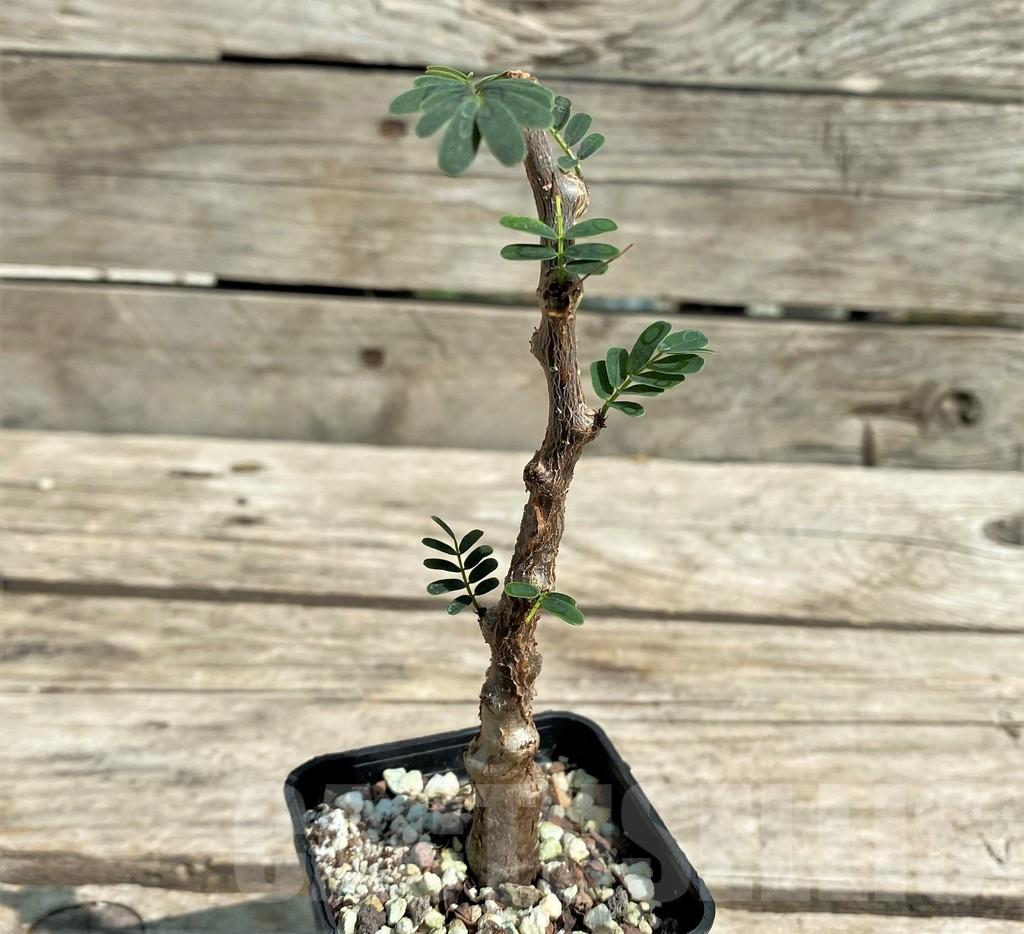 SHPR29722 Senna meridionalis - Image 2