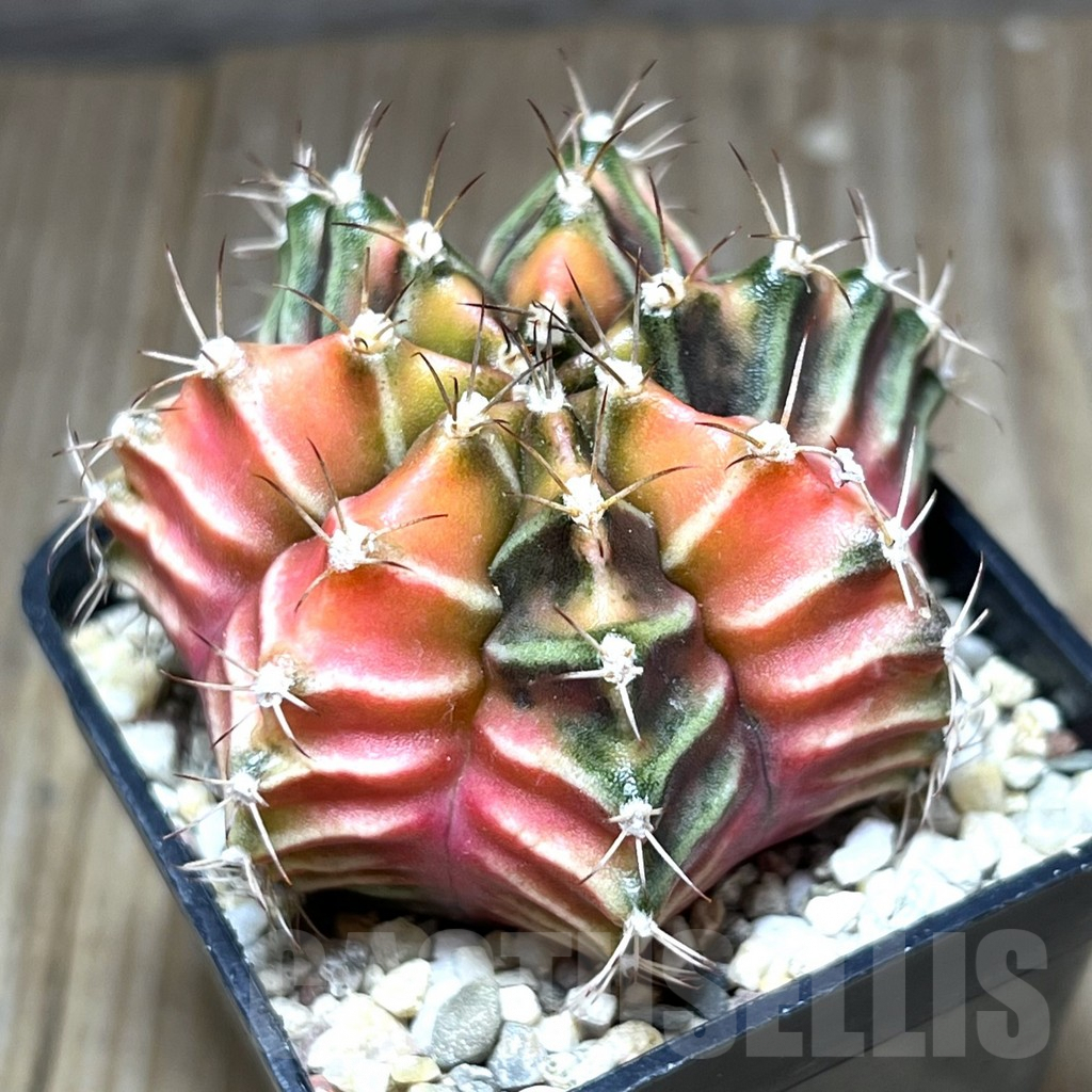 SHPR27677 Gymnocalycium mihanovichii f. variegata, seedling