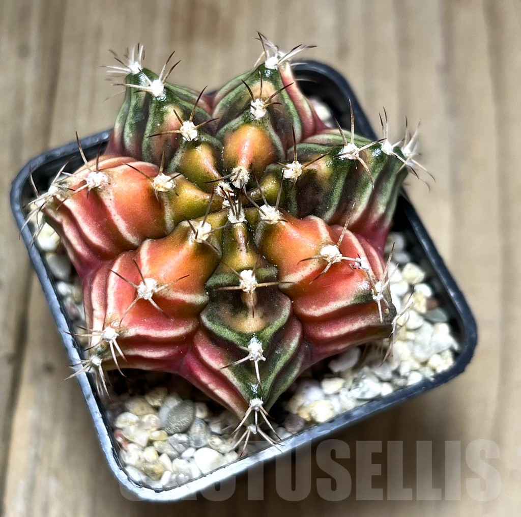 SHPR27677 Gymnocalycium mihanovichii f. variegata, seedling – Image 2