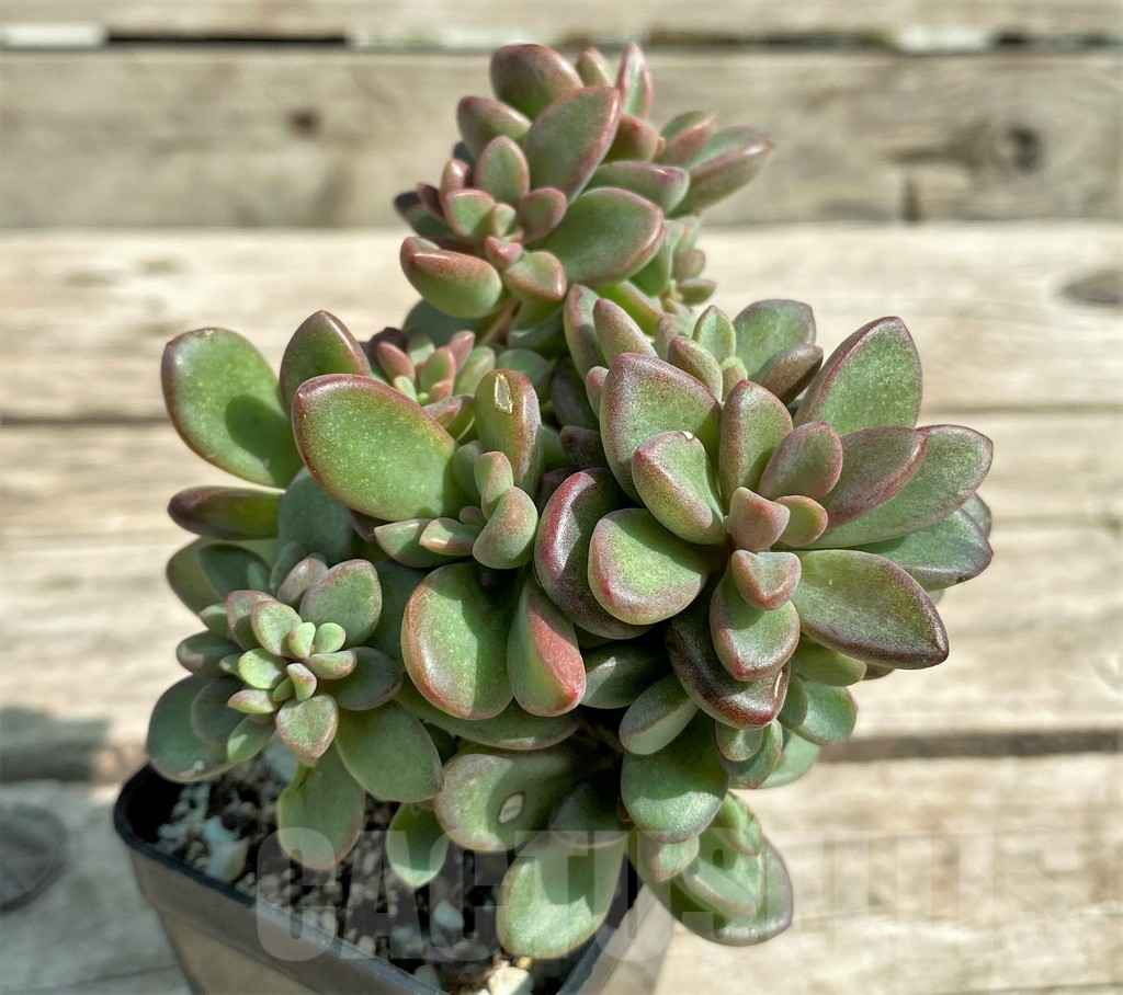 SHPR29724 Echeveria 'Rezry'