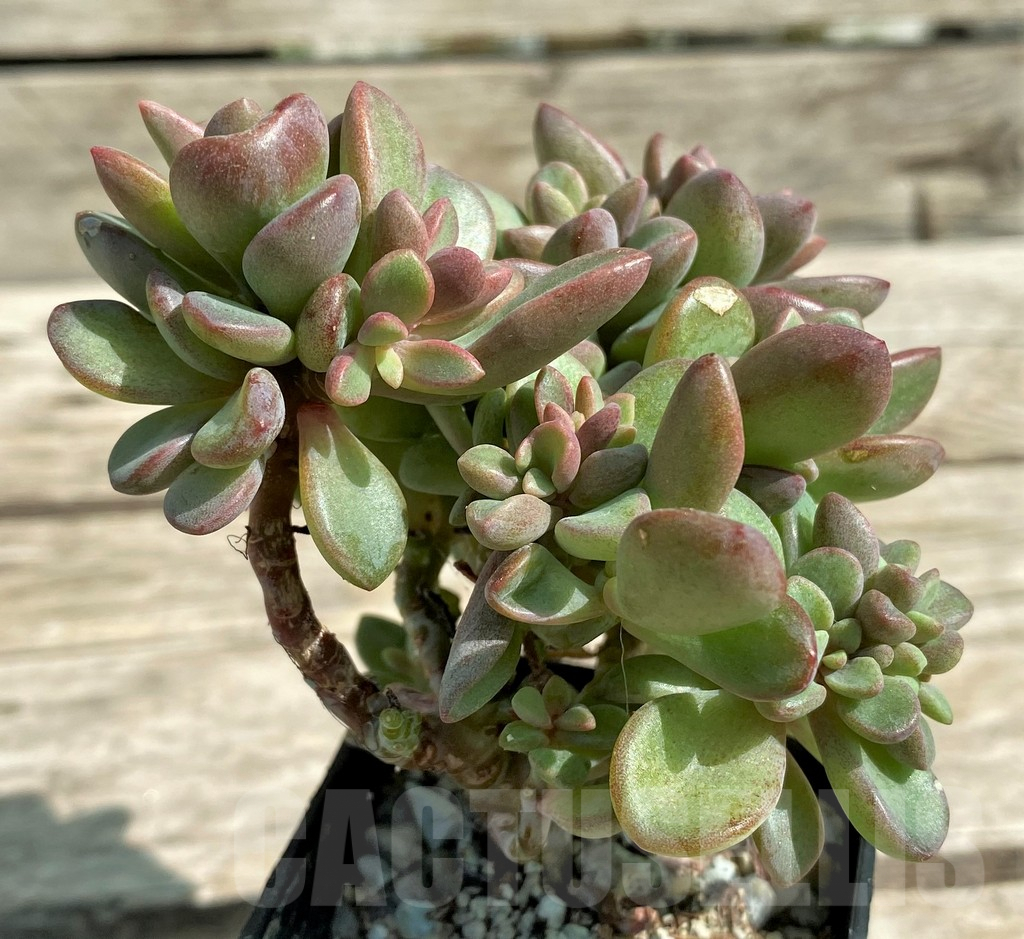 SHPR29724 Echeveria 'Rezry' - Image 2