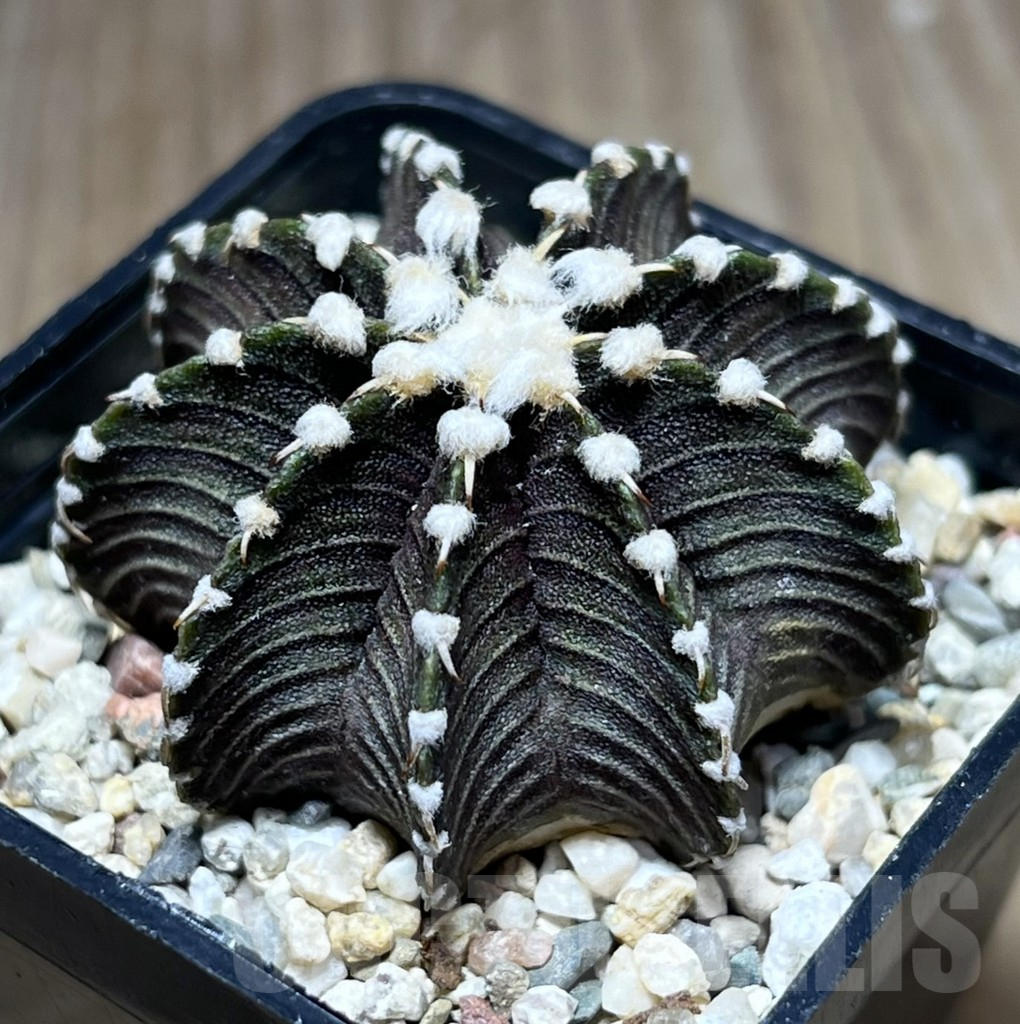 SHPR27679 Gymnocalycium friedrichii VOS 1241