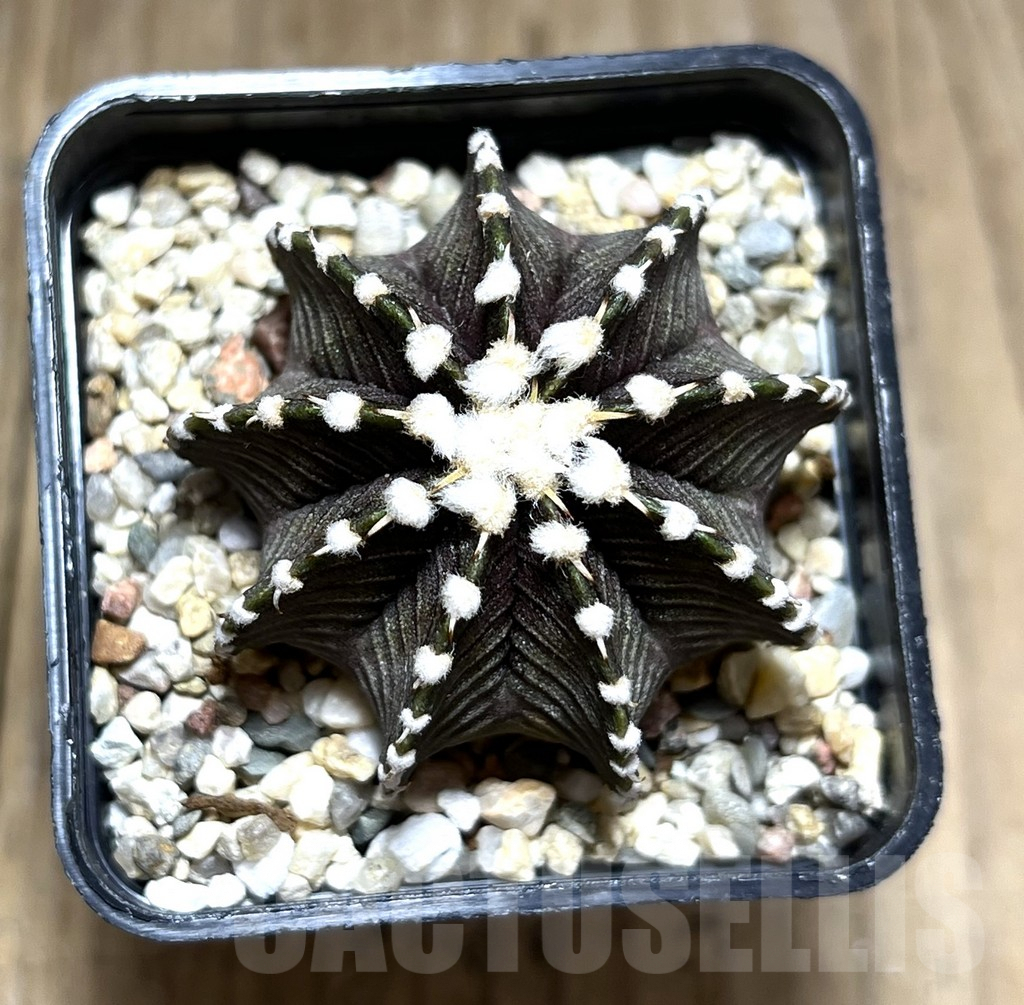 SHPR27679 Gymnocalycium friedrichii VOS 1241 – Image 2