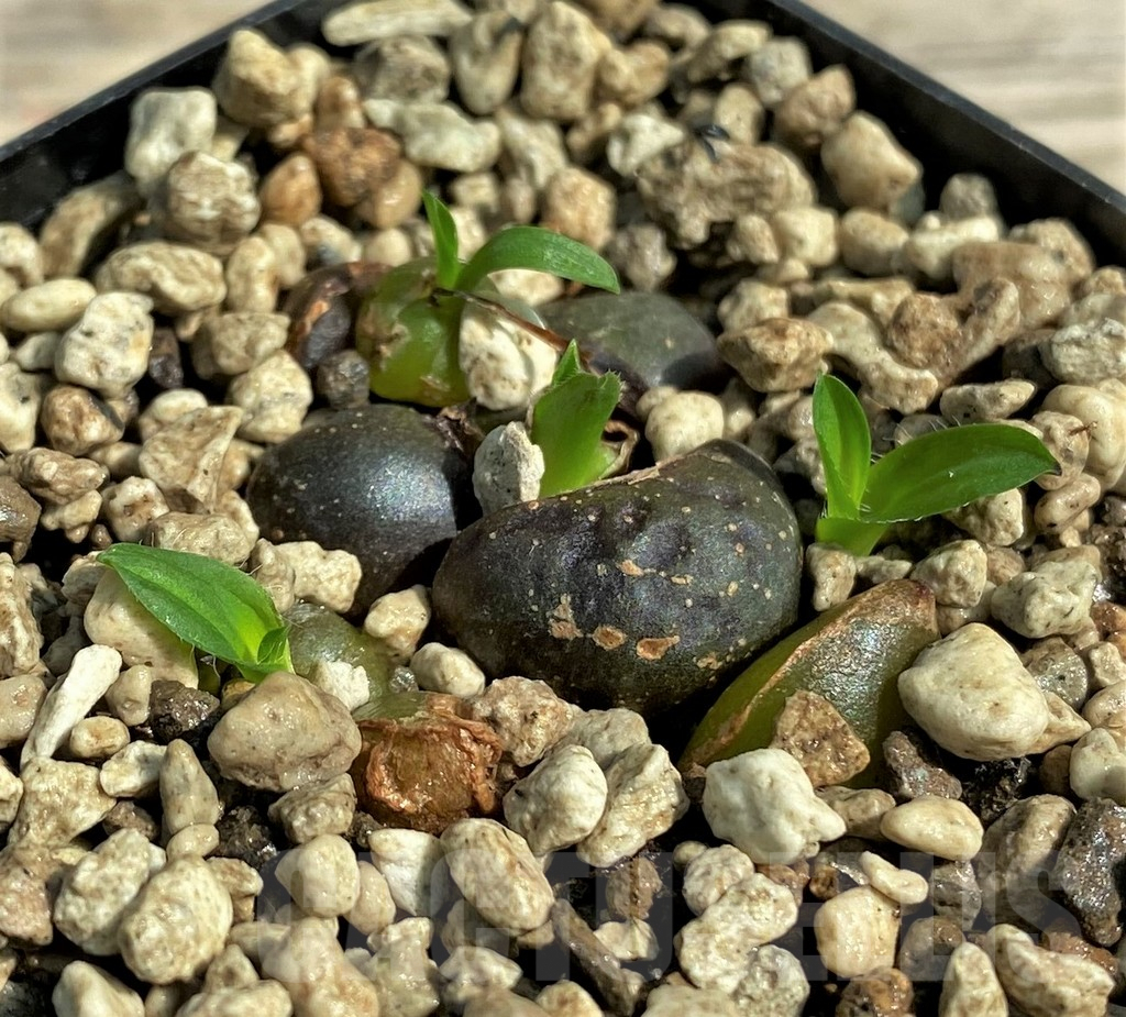 SHPR29725 Drimia haworthioides