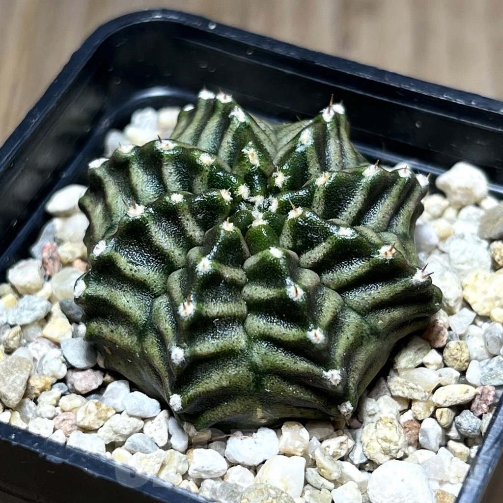 SHPR27680 Gymnocalycium mihanovichii ‘Kanomchan’
