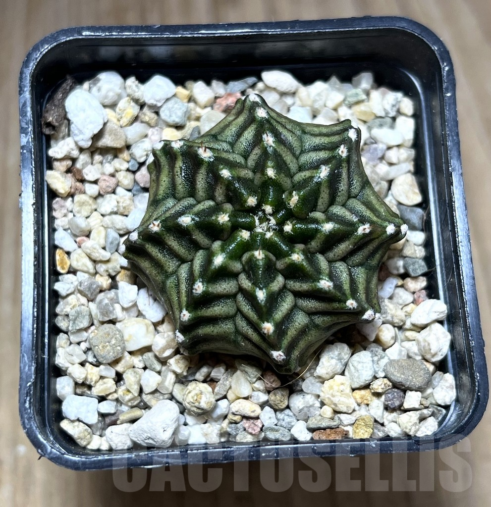 SHPR27680 Gymnocalycium mihanovichii ‘Kanomchan’ – Image 2