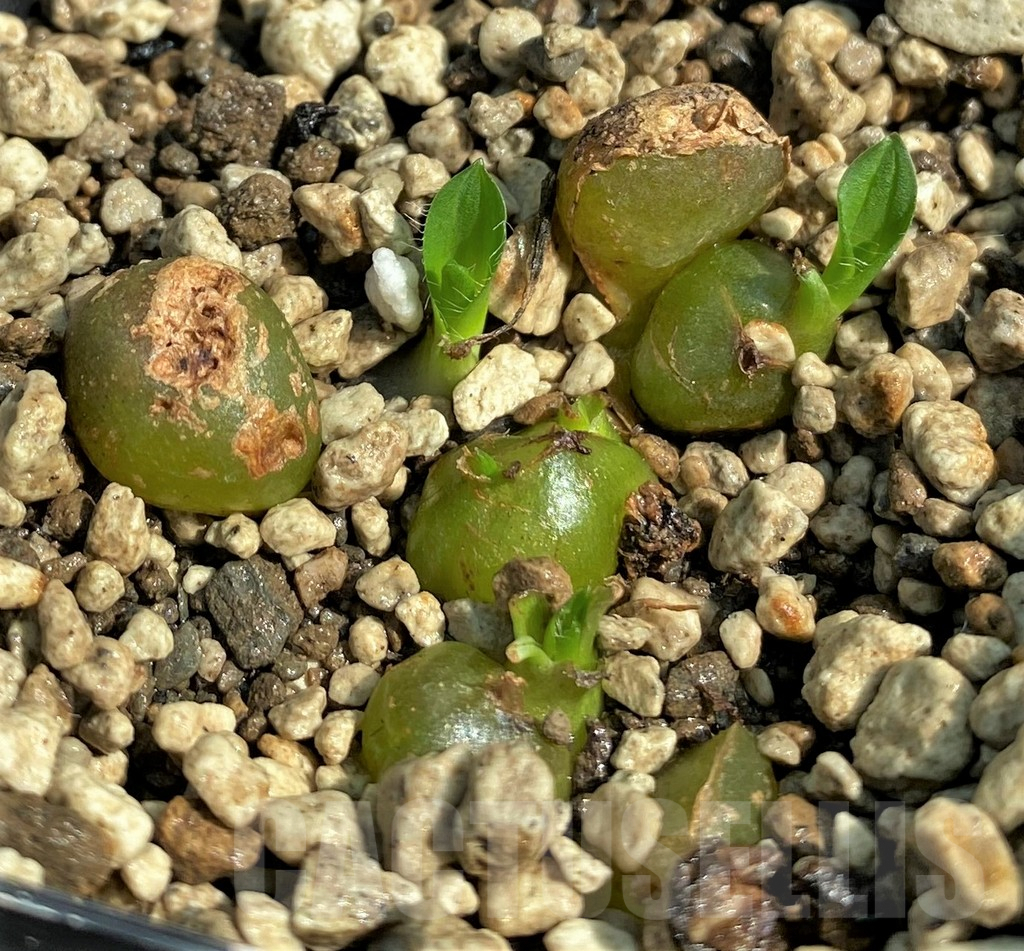 SHPR29726 Drimia haworthioides