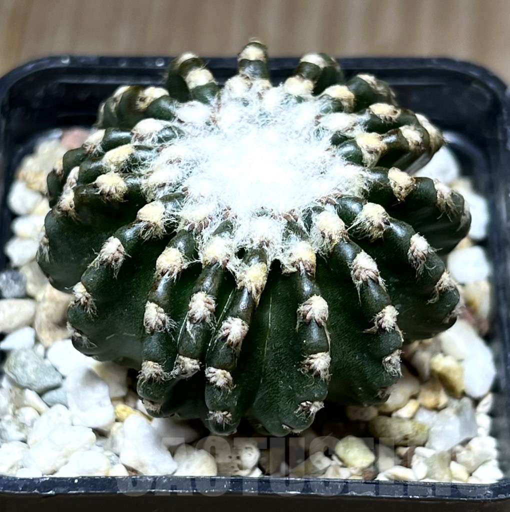 SHPR27681 Discocactus horstii