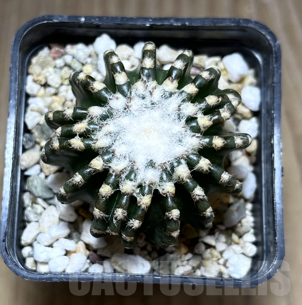 SHPR27681 Discocactus horstii – Image 2